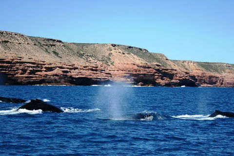 Guided Whale Watching Boat Tour At Kalbarri - Accommodation VIC 5