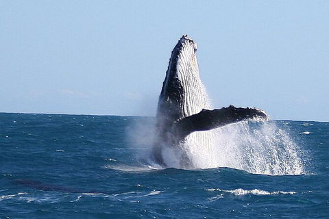 Guided Whale Watching Boat Tour At Kalbarri - Accommodation VIC 6