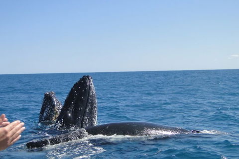 Guided Whale Watching Boat Tour At Kalbarri - Accommodation VIC 4