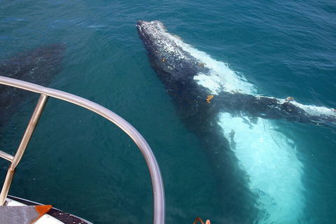 Guided Whale Watching Boat Tour At Kalbarri - Accommodation VIC 3