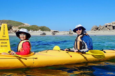Penguin And Seal Islands Sea Kayaking Experience - Accommodation VIC 5
