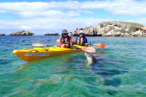 Penguin And Seal Islands Sea Kayaking Experience - Accommodation VIC 0