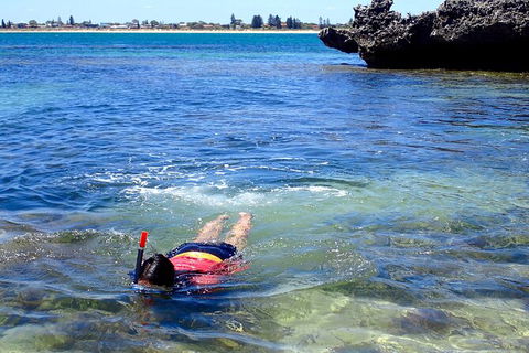 Penguin And Seal Islands Sea Kayaking Experience - Accommodation VIC 6