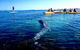 Penguin And Seal Islands Sea Kayaking Experience - thumb 9