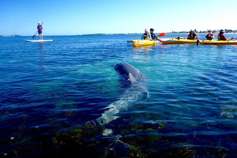 Penguin And Seal Islands Sea Kayaking Experience - Accommodation VIC 9