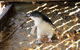 Penguin And Seal Islands Sea Kayaking Experience - thumb 8