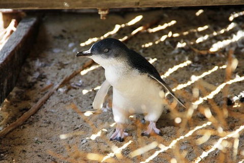 Penguin And Seal Islands Sea Kayaking Experience - Accommodation VIC 8