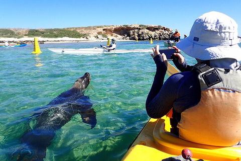 Penguin And Seal Islands Sea Kayaking Experience - Accommodation VIC 1