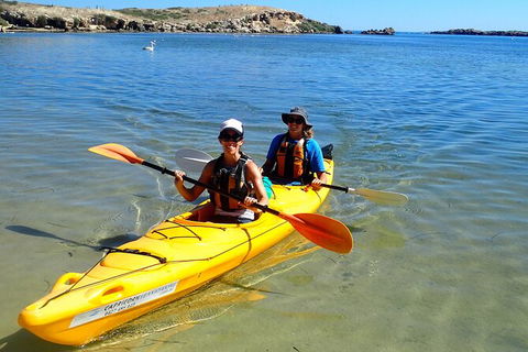Penguin And Seal Islands Sea Kayaking Experience - Accommodation VIC 4
