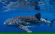 Full-Day Whale Sharks Swimming Experience On Ningaloo Reef - thumb 10