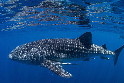 Full-Day Whale Sharks Swimming Experience On Ningaloo Reef - Accommodation VIC 10