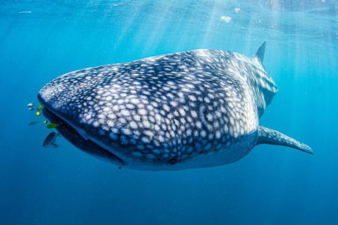 Full-Day Whale Sharks Swimming Experience On Ningaloo Reef - Accommodation VIC 9