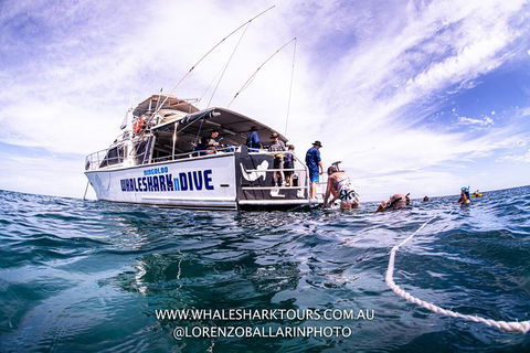 Full-Day Whale Sharks Swimming Experience On Ningaloo Reef - Accommodation VIC 13