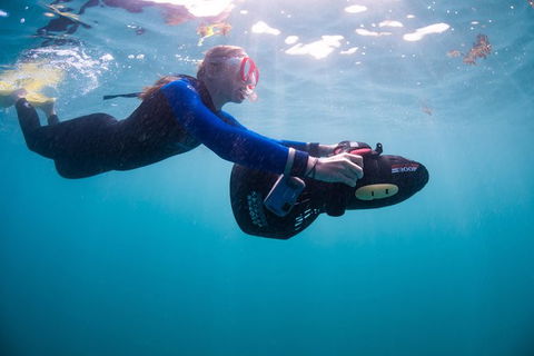 Full-Day Whale Sharks Swimming Experience On Ningaloo Reef - Accommodation VIC 4