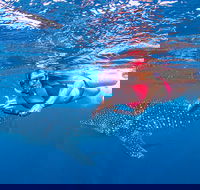 Full-Day Whale Sharks Swimming Experience on Ningaloo Reef - Accommodation VIC