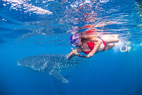 Full-Day Whale Sharks Swimming Experience On Ningaloo Reef - Accommodation VIC 0