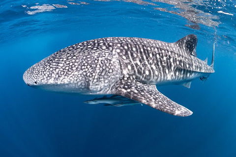 Full-Day Whale Sharks Swimming Experience On Ningaloo Reef - Accommodation VIC 14