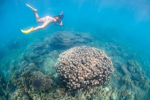 Full-Day Whale Sharks Swimming Experience On Ningaloo Reef - Accommodation VIC 6