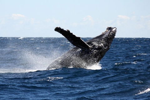 Full-Day Whale Sharks Swimming Experience On Ningaloo Reef - Accommodation VIC 8