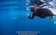 Full-Day Whale Sharks Swimming Experience On Ningaloo Reef - thumb 2
