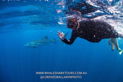 Full-Day Whale Sharks Swimming Experience On Ningaloo Reef - Accommodation VIC 2