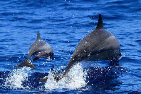 Full-Day Whale Sharks Swimming Experience On Ningaloo Reef - Accommodation VIC 3