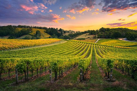 Swan Valley Sunset Wine Tour - Premium Small Group Tour - Accommodation VIC 0