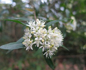 Cambewarra Mountain NSW Accommodation VIC