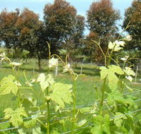 Barwon Ridge Wines - Accommodation VIC