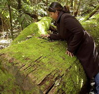Washpool National Park - Washpool Walk - Accommodation VIC