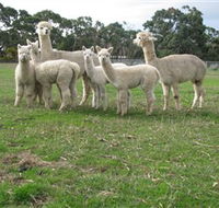 Blackgate Lodge Alpaca Stud - Accommodation VIC