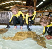Australian Shark and Ray Centre - Accommodation VIC