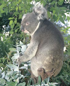 Whiteman Park - Accommodation VIC 0