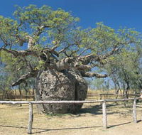 Boab Prison Tree - Accommodation VIC