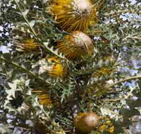 Woylie Walk Dryandra Woodland - Accommodation VIC