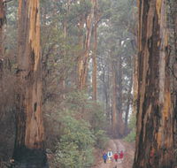 Beedelup National Park - Accommodation VIC