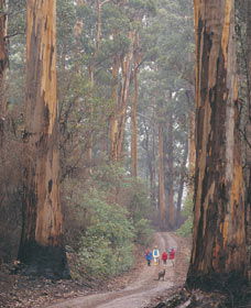 Beedelup National Park - Accommodation VIC 0