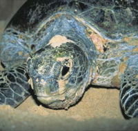 Turtle Nesting Season - Accommodation VIC