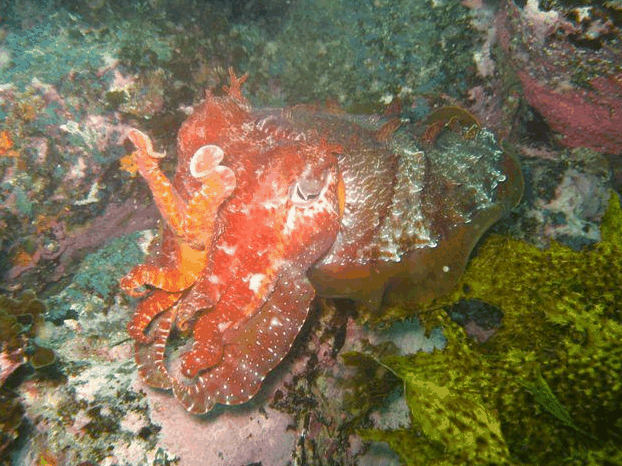 Jervis Bay Dive Charters - Accommodation VIC