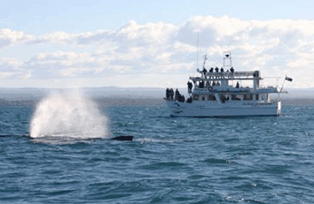 Dolphin Watch Cruises - Accommodation VIC