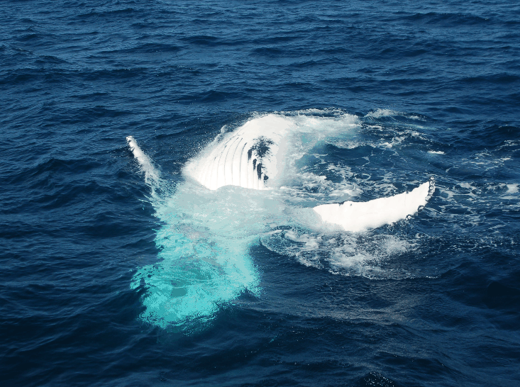Dolphin Wild Cruises - Accommodation VIC