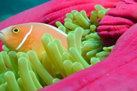 Great Adventures Reef And Green Island Cruises - Accommodation VIC 2