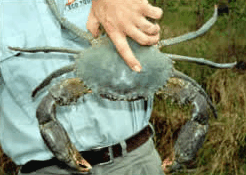 Whitsunday Crocodile Safari - Accommodation VIC