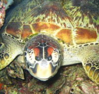 Adrenalin Snorkel and Dive - Accommodation VIC