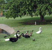 Anzac Park and Ululah Lagoon - Accommodation VIC