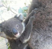 West Oz Wildlife Petting Zoos - Accommodation VIC