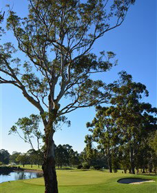 Ryde-Parramatta Golf Club - Accommodation VIC 0