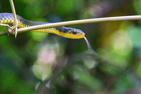 Be Welcomed By Wildlife At The Australian Wildlife Sanctuary - Accommodation VIC 0