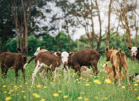 Farmgate Festival - Accommodation VIC 0