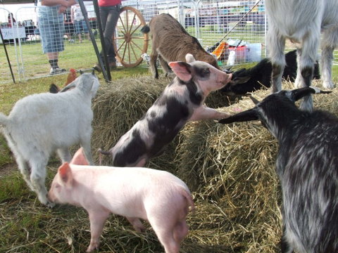 Primex Field Days - Accommodation VIC 2